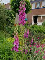 Vingerhoedskruid stekjes, Ophalen, Zomer, Tweejarig, Halfschaduw