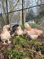 Kippen. Pluimvee. Faverolle kippen., Dieren en Toebehoren, Meerdere dieren, Kip