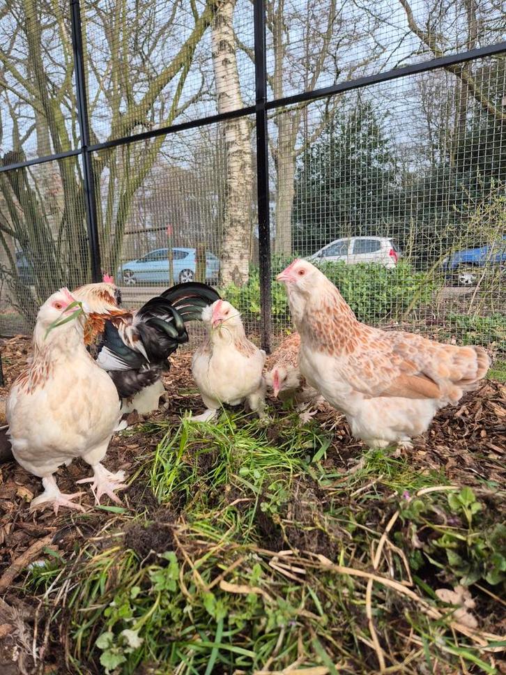 Kippen. Pluimvee. Faverolle kippen., Dieren en Toebehoren, Pluimvee, Kip, Meerdere dieren