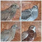 Japanse kwartels groep 4xhen 2xhaan, celadon hennen, Meerdere dieren