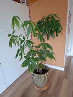 Pachira aquatica (geldboom) met pot, Ophalen, Overige soorten, Halfschaduw, In pot