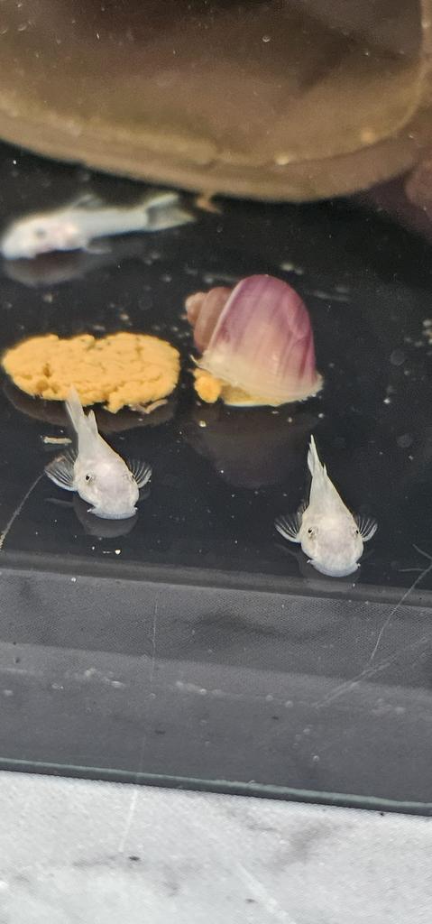 Snowwhite ancistrus jonkies 8€ ps, Dieren en Toebehoren, Vis, Zoetwatervis, Schoolvis