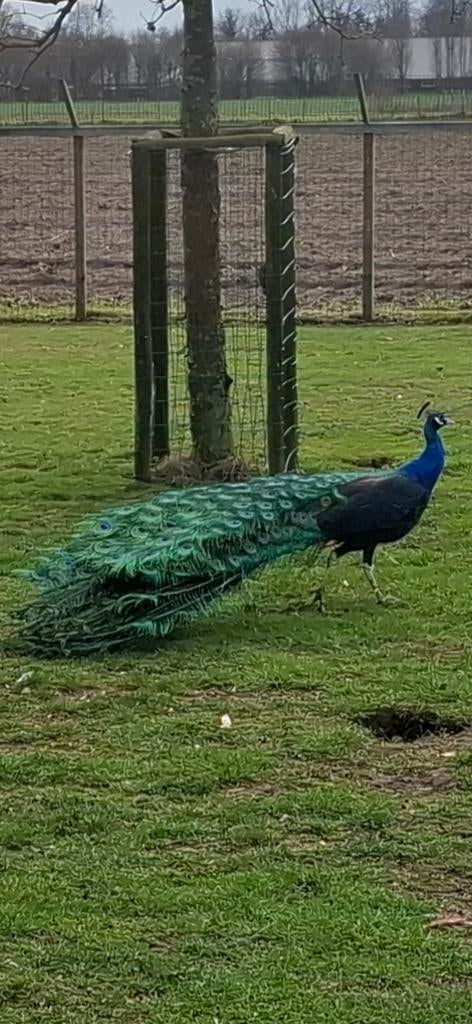 Zwartvleugel pauw gratis, Dieren en Toebehoren, Pluimvee, Mannelijk, Kip