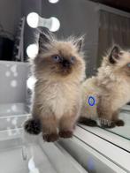 Ragdoll kitten, Ophalen, Zo goed als nieuw, Intelligentiespeelgoed