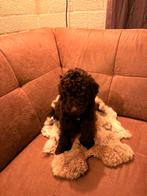 Prachtige labradoodle pups, Overige rassen, 8 tot 15 weken, Parvo, Meerdere