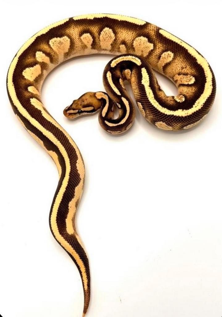6 high-end Ball Pythons in 1 koopje! Ball Python - unknown for sale from AW