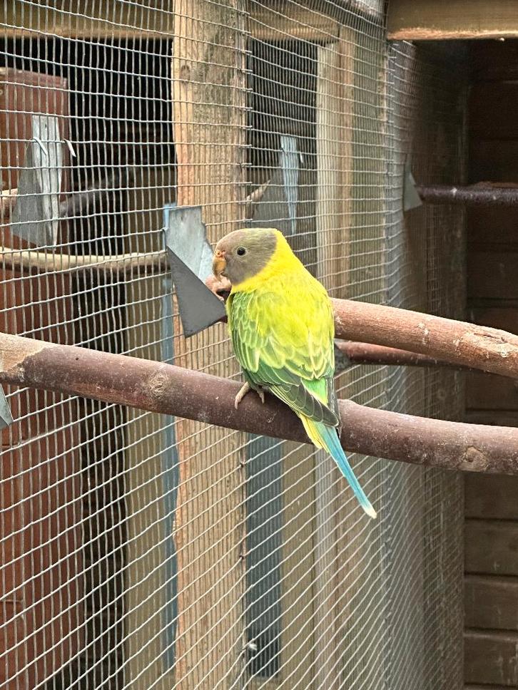Pruimkop parkiet, Dieren en Toebehoren, Vogels | Parkieten en Papegaaien, Parkiet, Mannelijk
