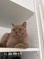 Britse Korthaar Lilac Poes, Poes, Gechipt