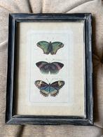 Antieke Prent Handgekleurde Gravure van Vlinders., Ophalen of Verzenden
