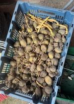 Poot aardappelen te koop | per kilo €2,95 |, Ophalen of Verzenden
