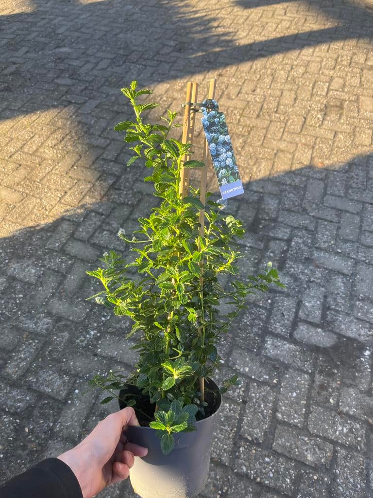 Ceanothus - Amerikaanse Sering, Volle zon, Vaste plant, Zomer, Ophalen