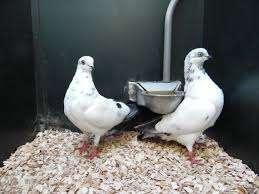 SIERDUIVEN TE KOOP.  [uitzoeken], Dieren en Toebehoren, Vogels | Duiven, Overige soorten, Meerdere dieren