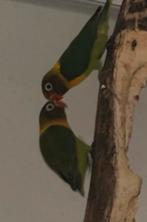 Jonge agapornissen, Geslacht onbekend, Dwergpapegaai of Agapornis