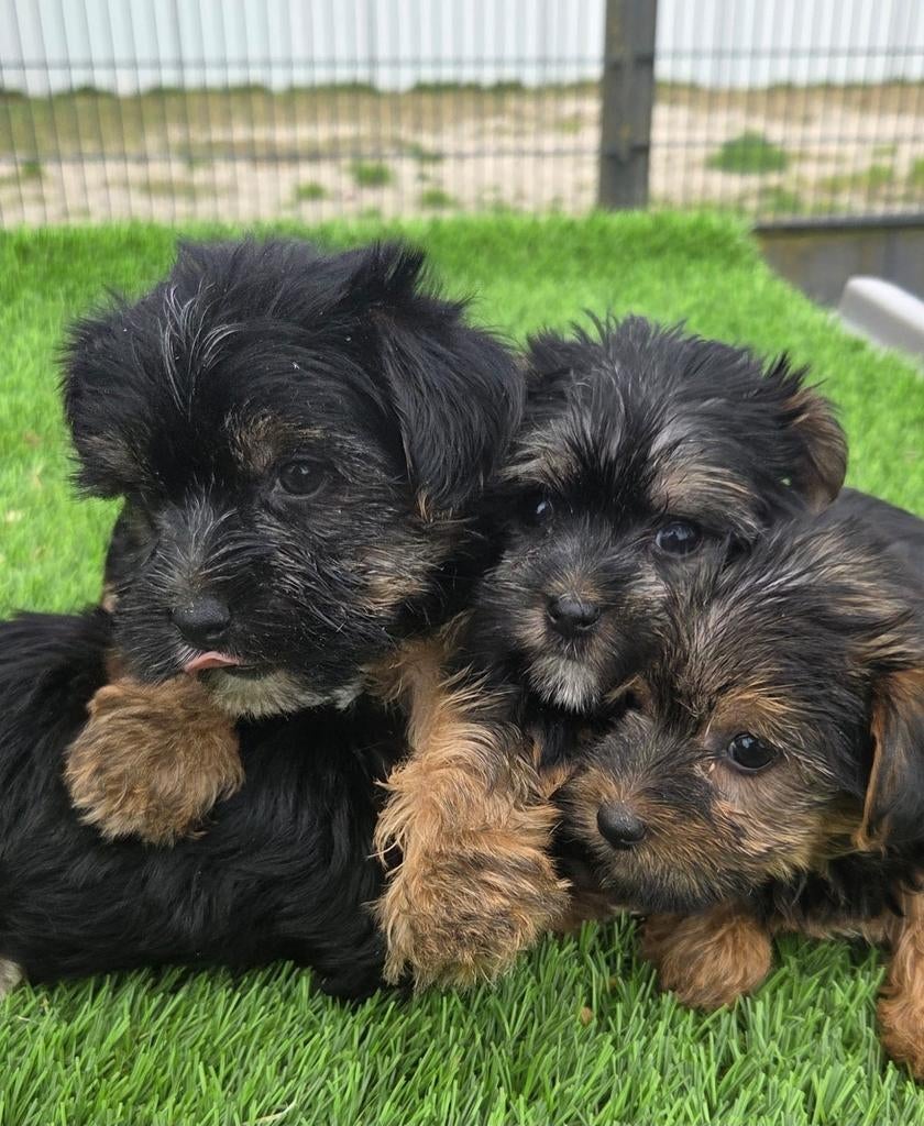 Te koop leuke mini Yorkshire Terriër pups