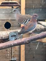 Senegal duiven, Meerdere dieren, Parkiet