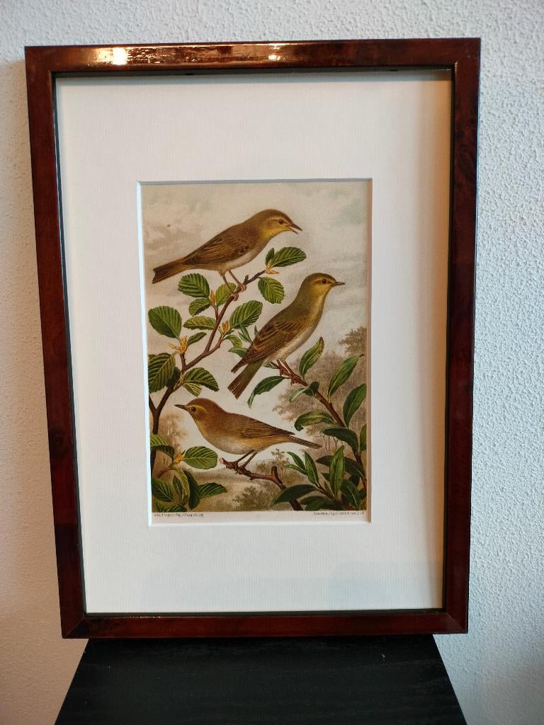 Chromolitho Litho A. Haase Praag Vogels Vogel Birds 1888, Ophalen of Verzenden