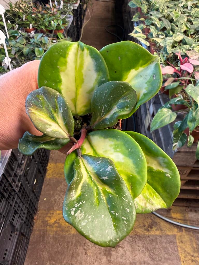 Hoya obovata variegata - Prachtige wasbloem in 6 cm pot, Huis en Inrichting, Kamerplanten, Ophalen of Verzenden
