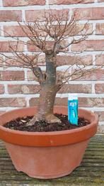 Bonsai Zelkova Serrata, Ophalen, Bloeit niet, Halfschaduw, Overige soorten
