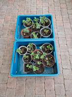 aardbeien planten moestuin, Ophalen, Vaste plant, Volle zon