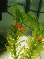 1 Oranje Dwergkreeft, Vis