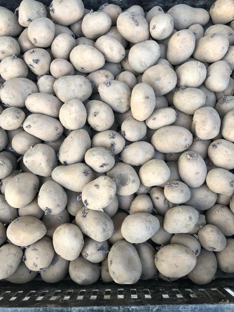 pootgoed, Ophalen, Eenjarig, Overige soorten, Volle zon