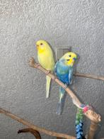 Grasparkieten, Dieren en Toebehoren, Vogels | Parkieten en Papegaaien, Meerdere dieren, Parkiet, Tam