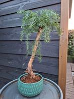 Mooie bonsai 53 hoog x stenen pot 18 d x 9.5 hoog, Bloeit niet, Overige soorten, Minder dan 100 cm, Ophalen