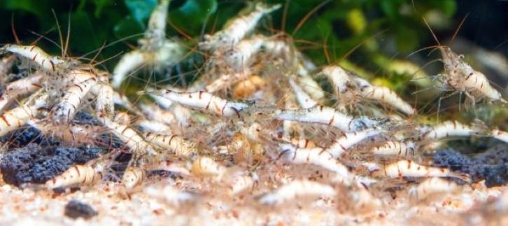 White zebra Sulawesi, Dieren en Toebehoren, Vissen | Aquariumvissen, Zoetwatervis, Kreeft, Krab of Garnaal, Schoolvis