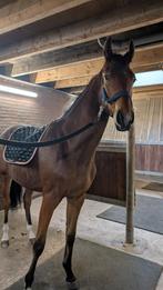 Verzorgpaard aangeboden, Ophalen of Verzenden