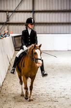 Lieve, mooie B pony te koop, Dieren en Toebehoren, Pony's, Merrie, 7 tot 10 jaar, B pony (1.17m tot 1.27m), Recreatiepony