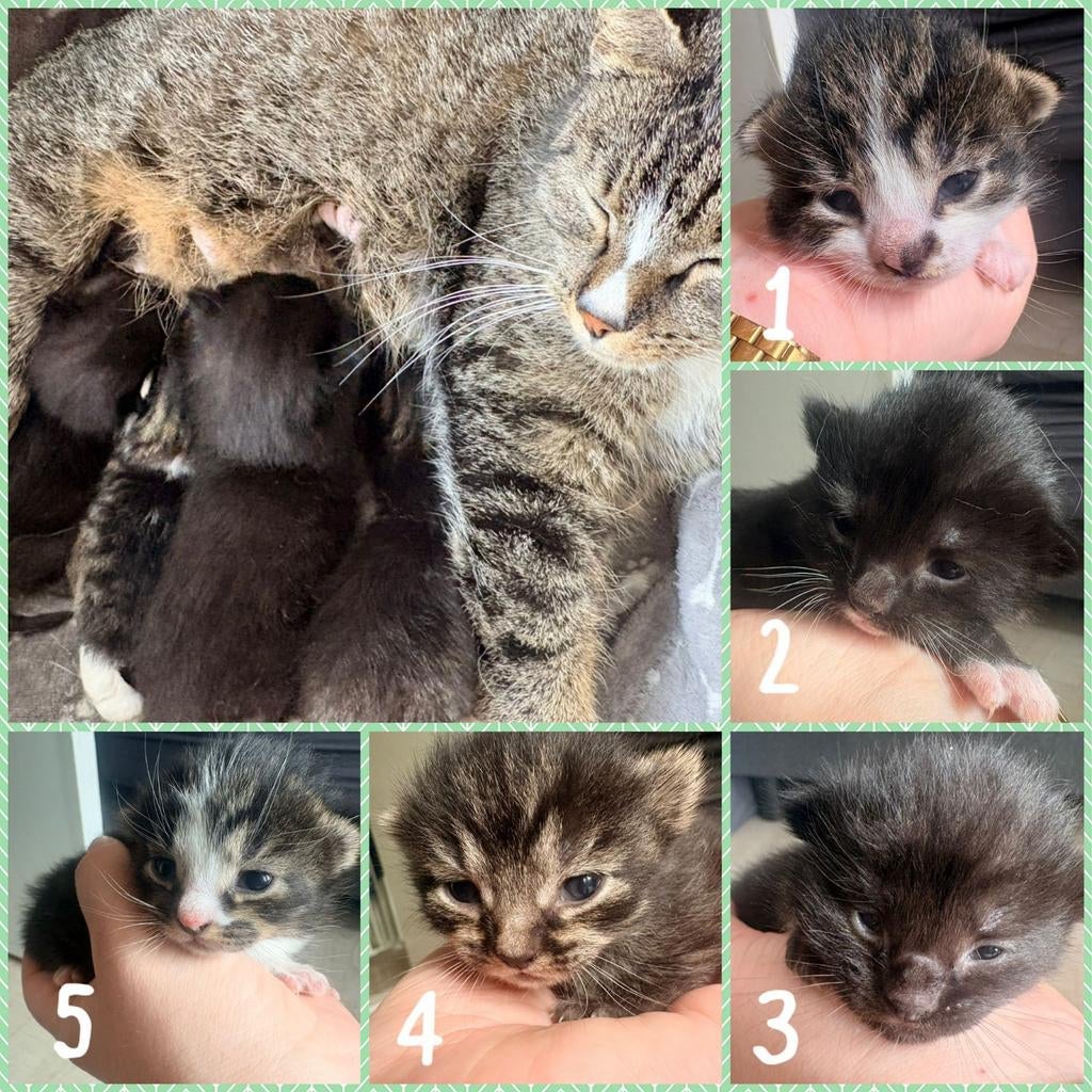 5 superlieve kittens zoeken een nieuw thuis, Geslacht onbekend, Kortharig, 0 tot 2 jaar
