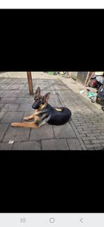 Duitse herder, Ophalen of Verzenden, Gelezen, Honden