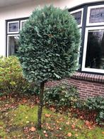 2 coniveren op stam en een solitaire taxus, Tuin en Terras, Bloeit niet, Halfschaduw, 100 tot 250 cm, Overige soorten