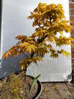 Japanse esdoorn in pot - Acer palmatum, Halfschaduw, Overige soorten, Lente, 100 tot 250 cm