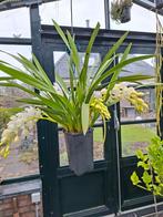 1 orchidee, Ophalen, Halfschaduw, Minder dan 100 cm