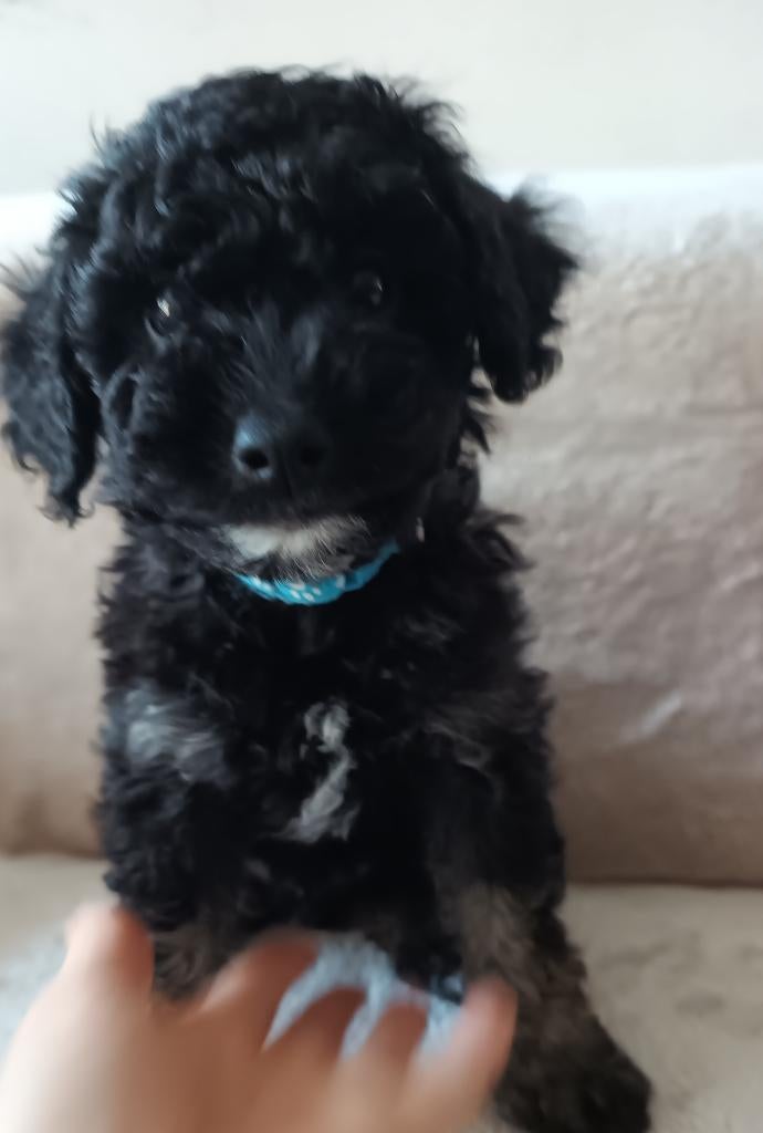 Dwergpoedel puppy's/minipoedel puppy's 2 reutjes beschikbaar, Dieren en Toebehoren, Honden | Chihuahua's en Gezelschapshonden