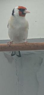 Eumo  putter koppel, Meerdere dieren, Wildzangvogel, Geringd