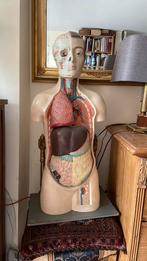 Manikin medische, Antiek en Kunst, Ophalen of Verzenden