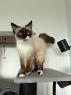 Ragdoll poes(2025) zoekt goud mandje, Poes, Gechipt, 0 tot 2 jaar