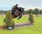 Knappe 9 Jarige Merrie, Dieren en Toebehoren, Paarden, L, 7 tot 10 jaar, 160 tot 165 cm, Recreatiepaard