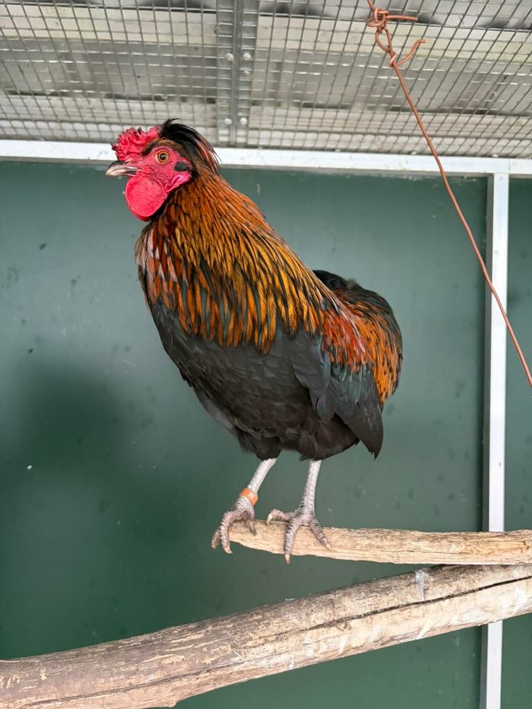 Elio, tamme haan, Dieren en Toebehoren, Pluimvee, Kip, Mannelijk