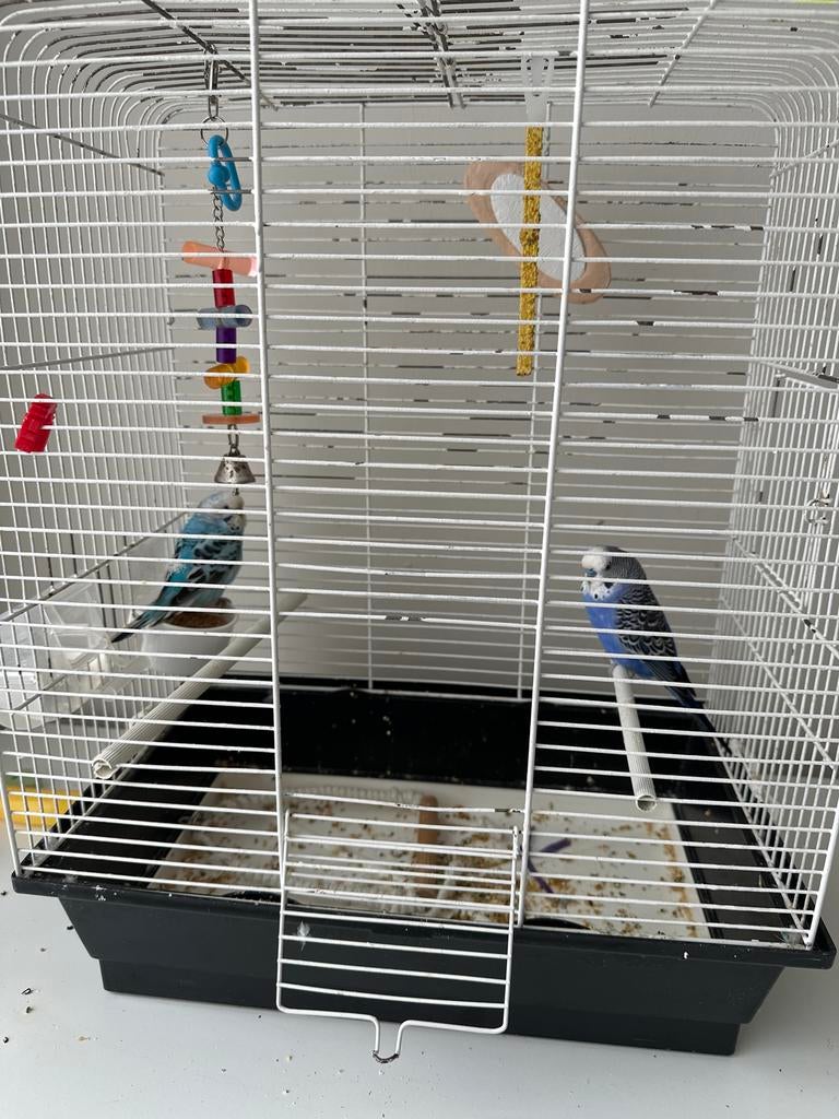 Vogel, Meerdere dieren, Parkiet