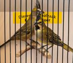 Koppel groene kardinalen, Dieren en Toebehoren, Meerdere dieren, Geringd