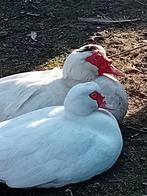 Wit koppel Muskuseend, Meerdere dieren, Eend