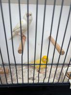 Koppel kanaries zie foto’s, Meerdere dieren, Kleurkanarie