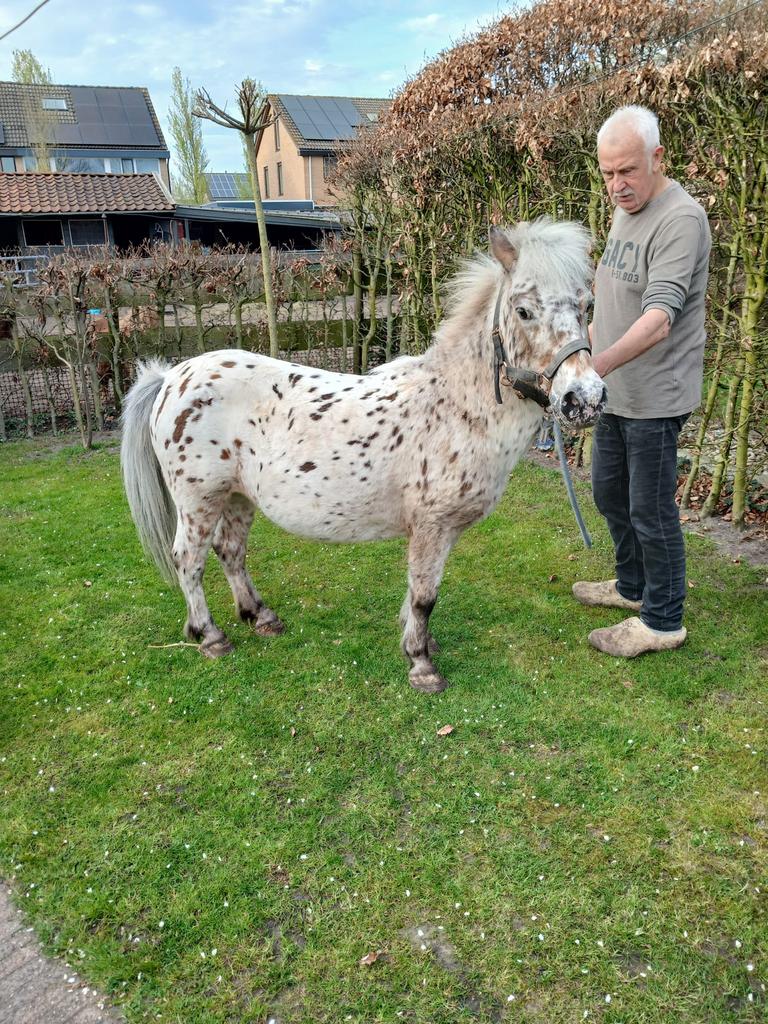 Te koop pony’s, Dieren en Toebehoren, Meerdere dieren