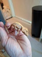 Wimpergekko mami251, Dieren en Toebehoren, Hagedis, 0 tot 2 jaar