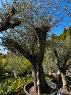 Grote voorraad oude grillige olijfbomen !!!, 100 tot 250 cm, Olijfboom, Zomer, Ophalen