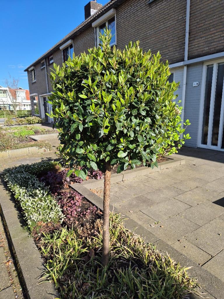 Boompjes op stam (2 stuks), Tuin en Terras, Planten | Bomen, Ophalen, Halfschaduw, Overige soorten, Lente