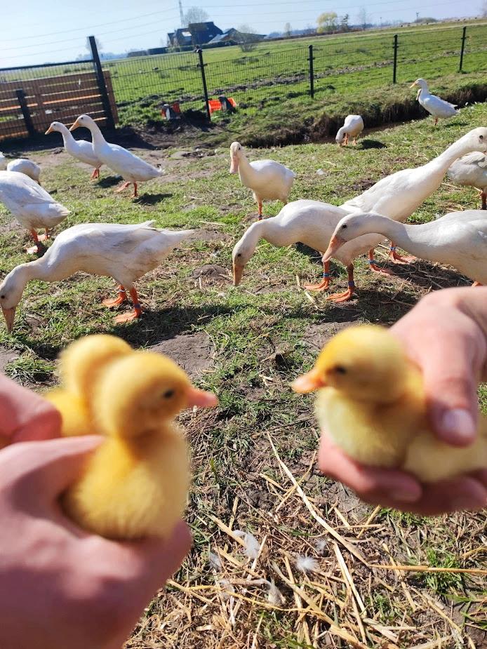 [UITVERKOOP] Volwassen loopeenden, Dieren en Toebehoren, Pluimvee, Vrouwelijk, Eend